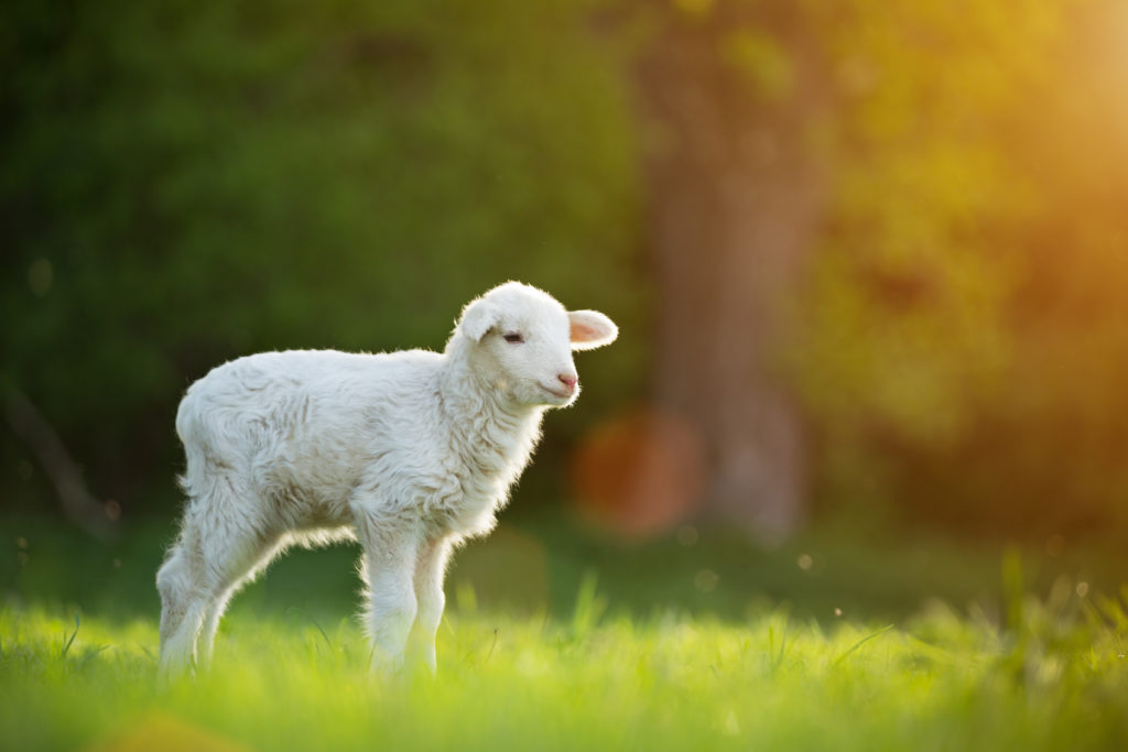 cute little lamb on fresh green meadow